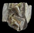 Hyracodon (Running Rhino) Tooth - South Dakota #60946-3